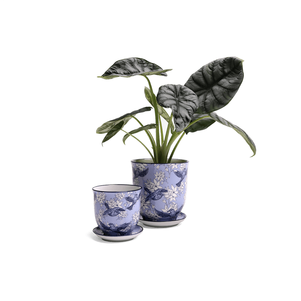 Liberte 4, 4.25" Pot & Saucer - Blue Swallows