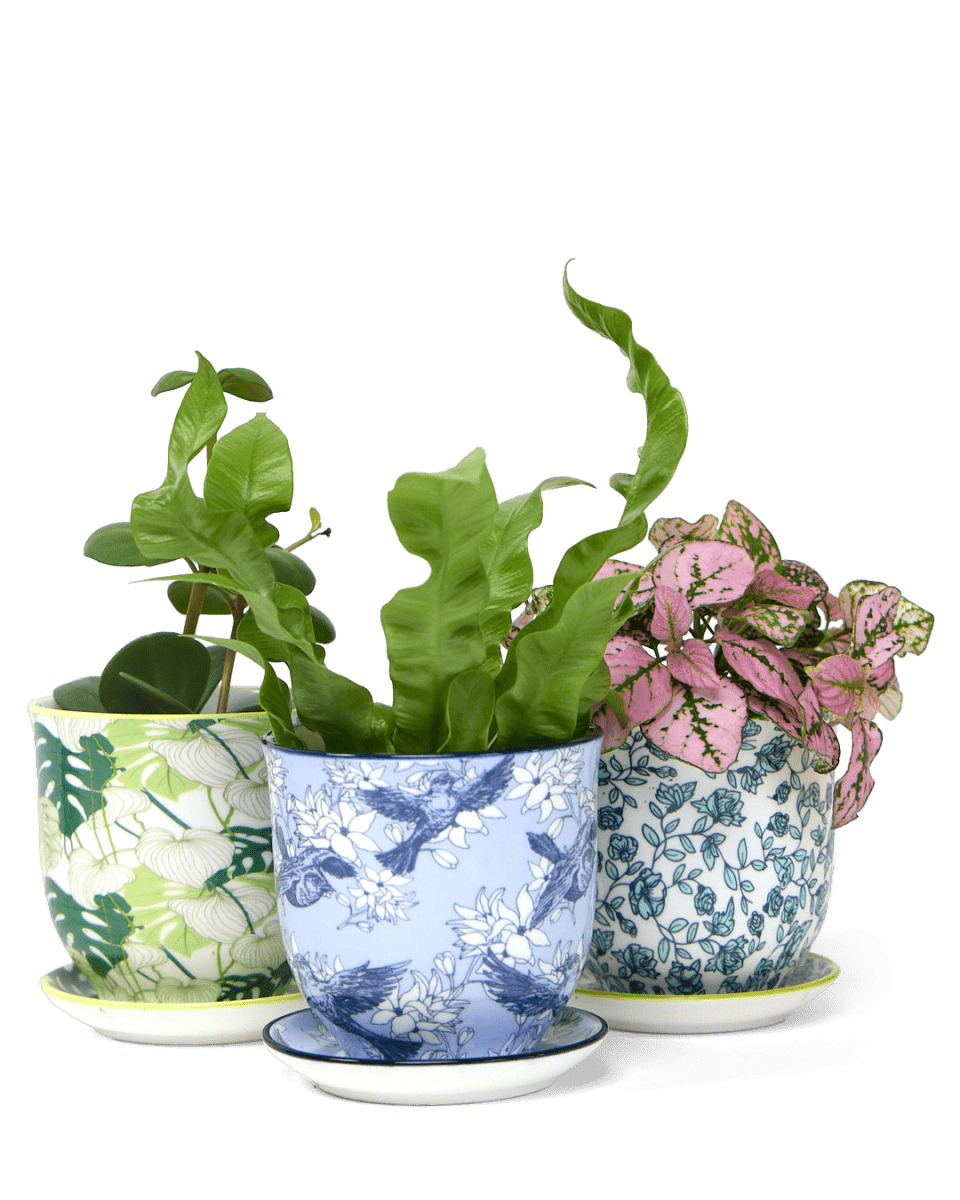 Liberte 4, 4.25" Pot & Saucer - Blue Swallows