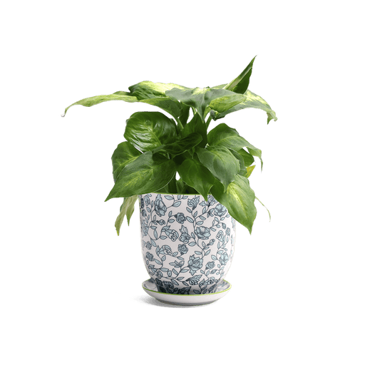 Liberte 3, 4.25" Pot & Saucer - Green Flowers