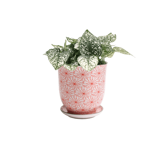 Liberte 3, 4.25" Pot & Saucer - Red Flowers