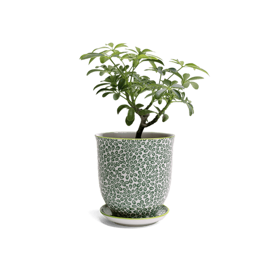 Liberte 3, 4.25" Pot & Saucer - Green Leaves