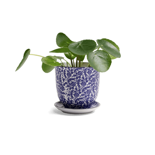 Liberte 4, 4.25" Pot & Saucer - Blue Leaves