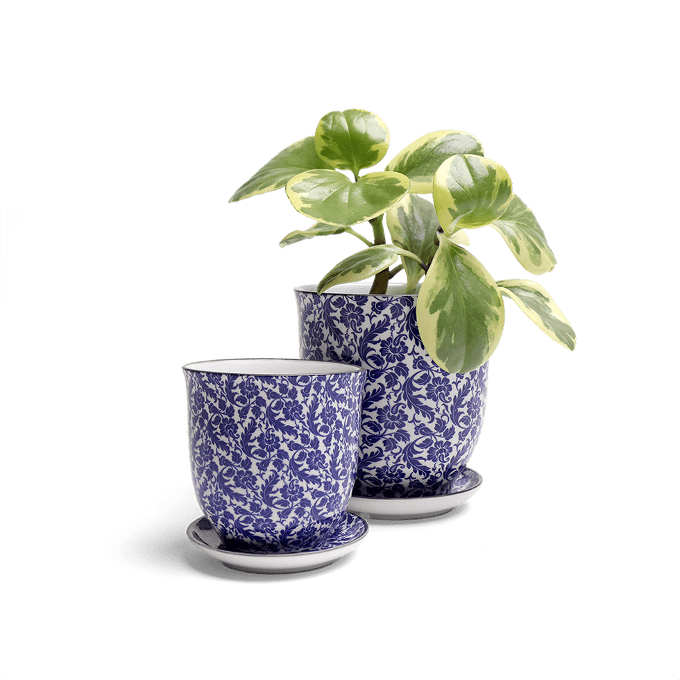 Liberte 4, 4.25" Pot & Saucer - Blue Leaves