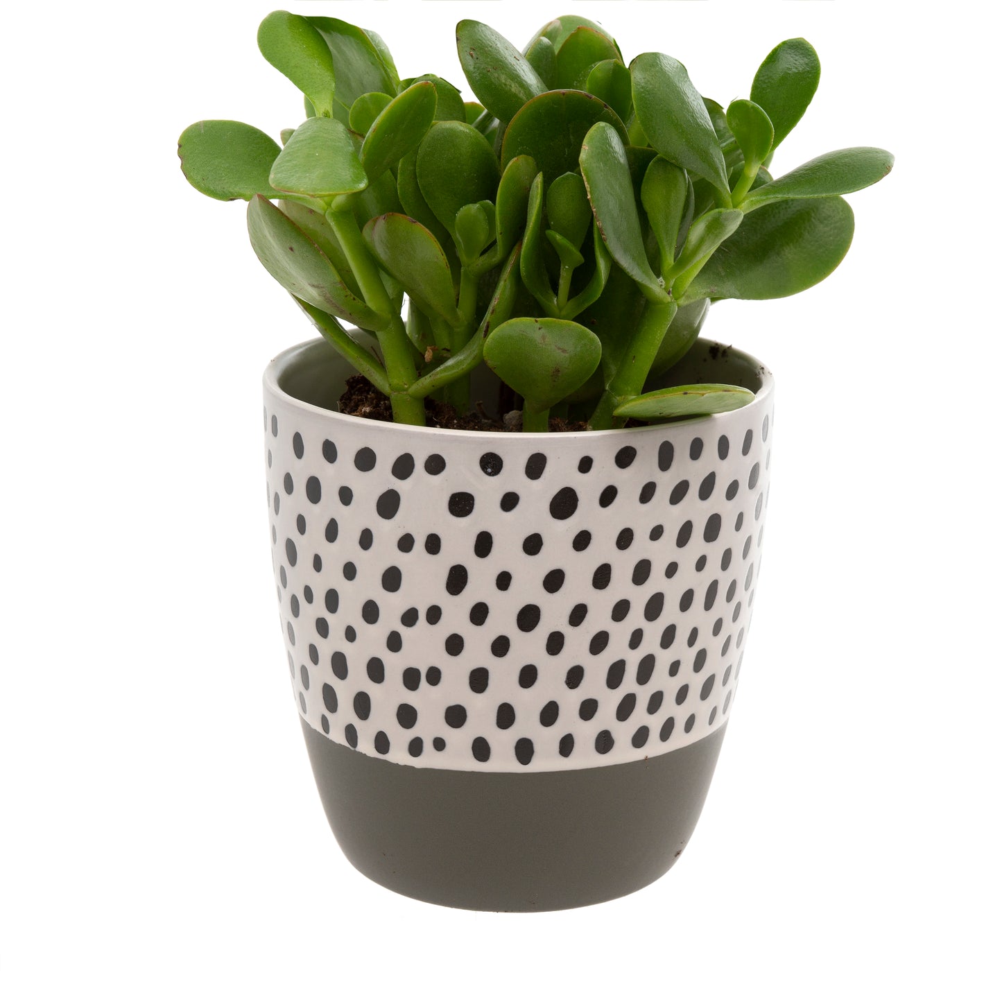 Polkadot Pot Grey