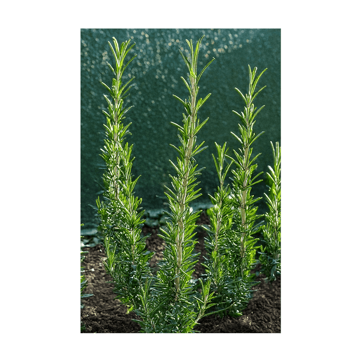 Rosemary Herb Seeds Packet