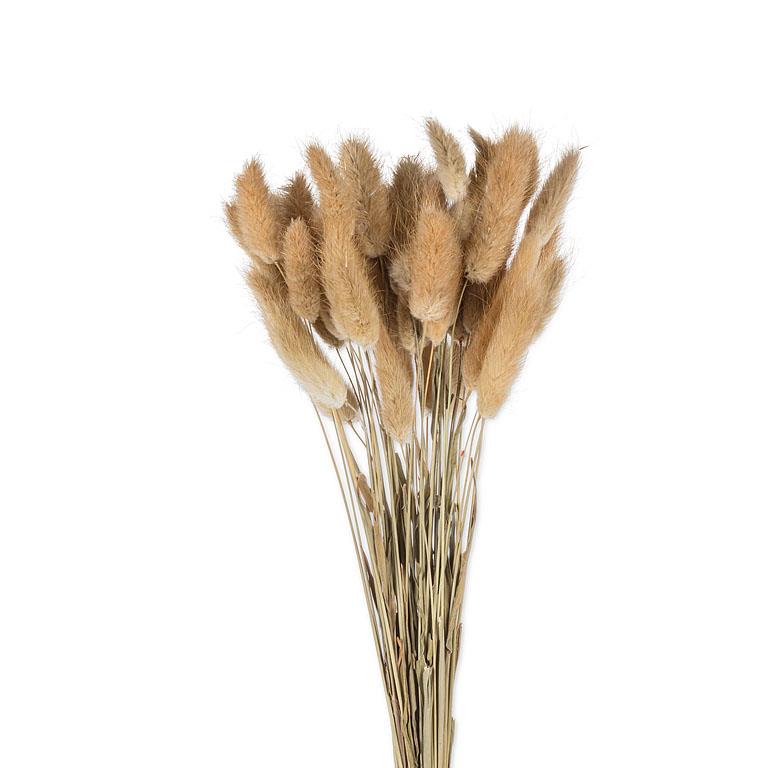 Lagurus Stems