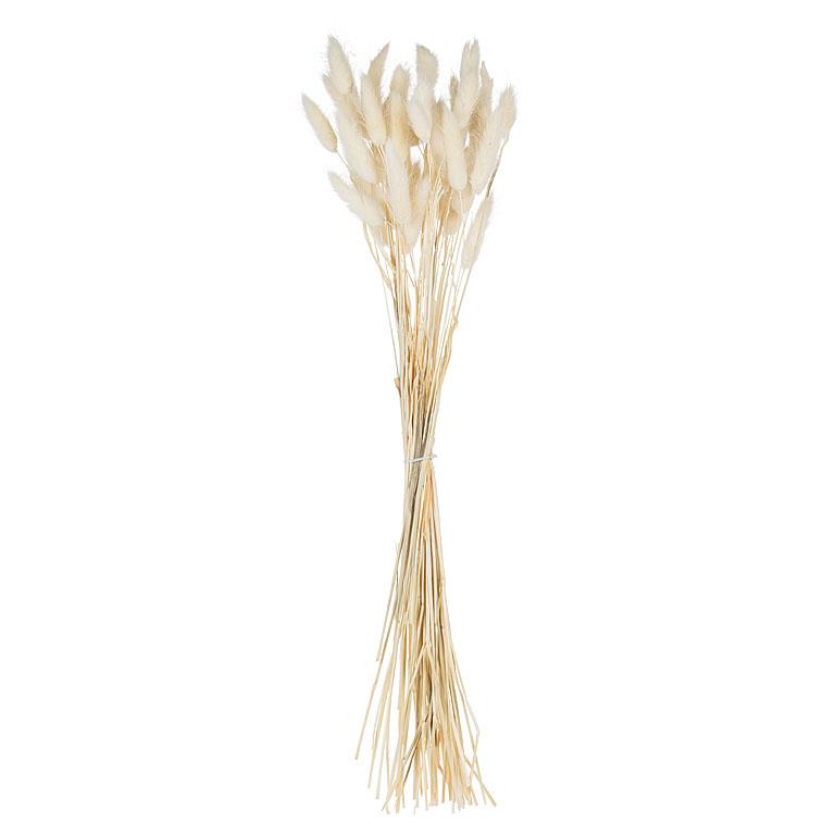 Lagurus Stems