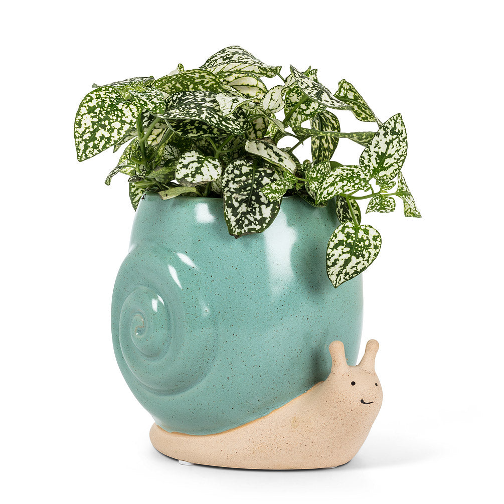 Tall Turquoise Snail Planter 5"H