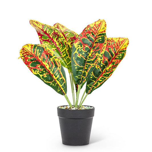 Medium Red and Yellow Leaf Plant