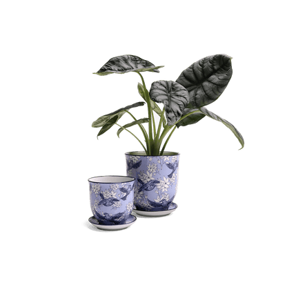 Liberte 4, 4.25" Pot & Saucer - Blue Swallows