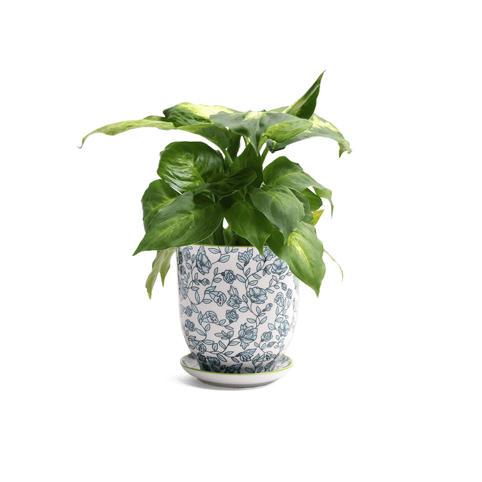 Liberte 3, 4.25" Pot & Saucer - Green Flowers