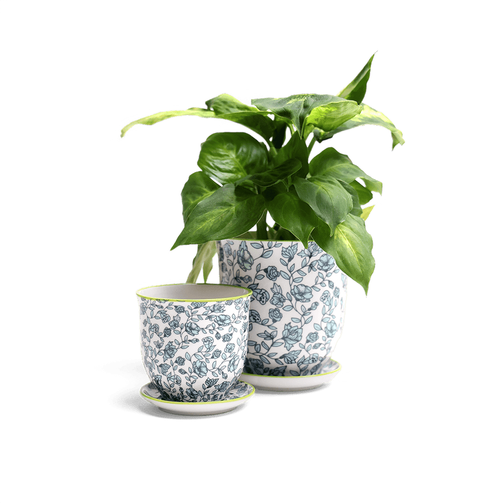 Liberte 3, 4.25" Pot & Saucer - Green Flowers