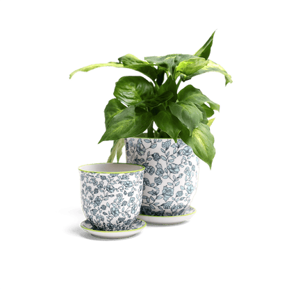 Liberte 3, 4.25" Pot & Saucer - Green Flowers