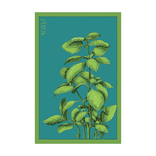Basil Herb Seeds Packet