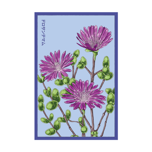 Dewflower Flower Seeds Packet