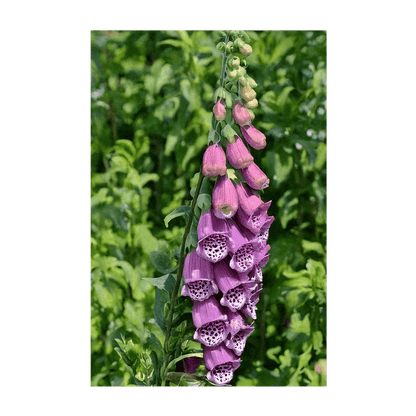 Foxglove Beard Tongue Flower Seeds Packet