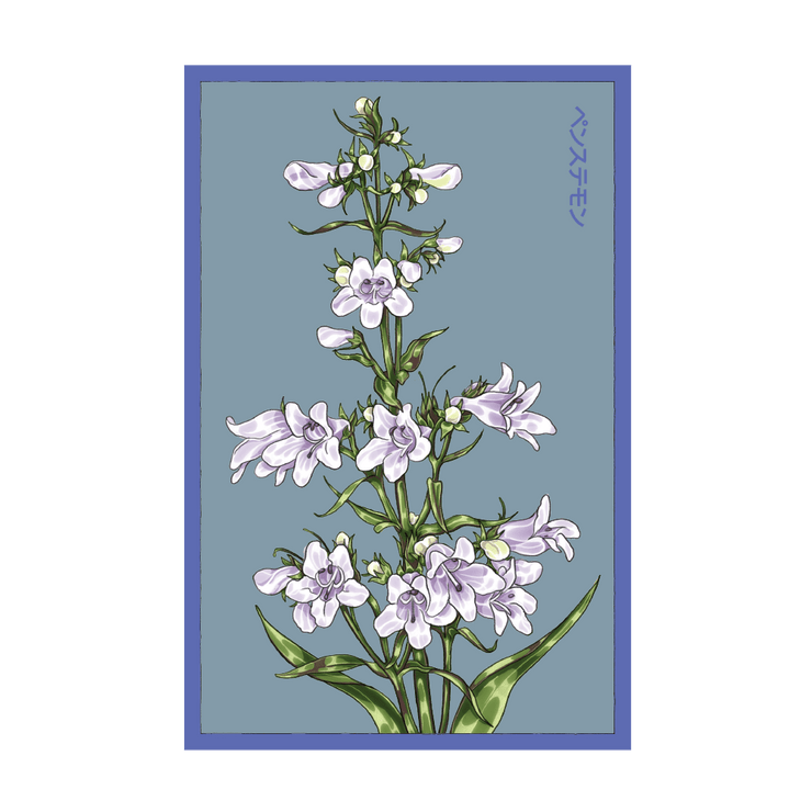 Foxglove Beard Tongue Flower Seeds Packet