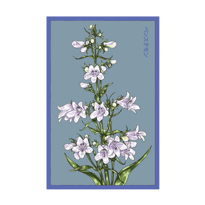 Foxglove Beard Tongue Flower Seeds Packet