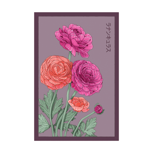 Ranunculus Flower Seeds Packet