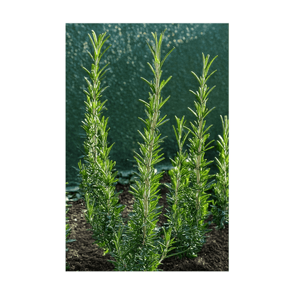 Rosemary Herb Seeds Packet