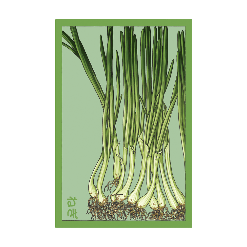 Scallions Vegetable Seeds Packet