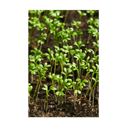 Watercress Vegetable Seeds Packet