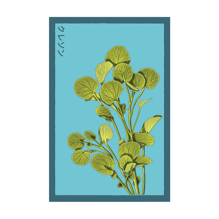 Watercress Vegetable Seeds Packet