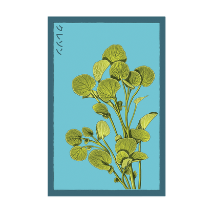 Watercress Vegetable Seeds Packet