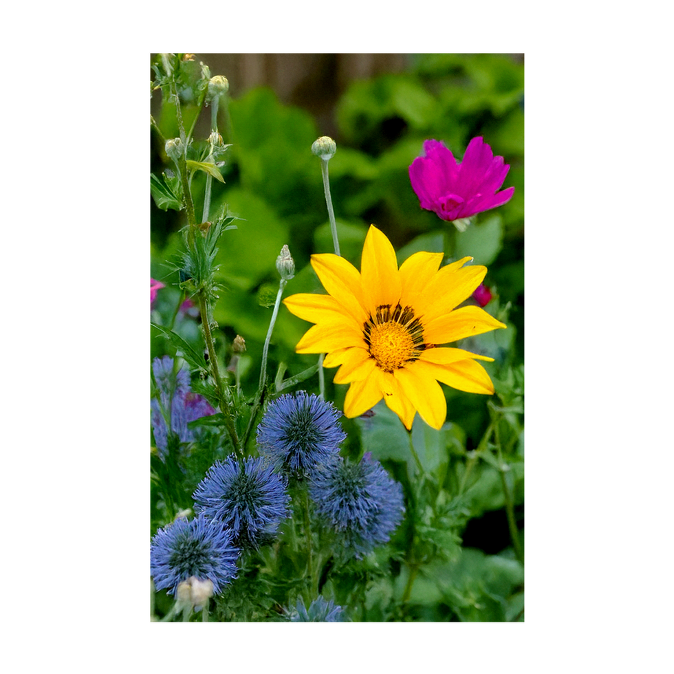 Wildfowers Flower Seeds Packet