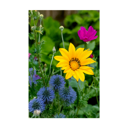Wildfowers Flower Seeds Packet