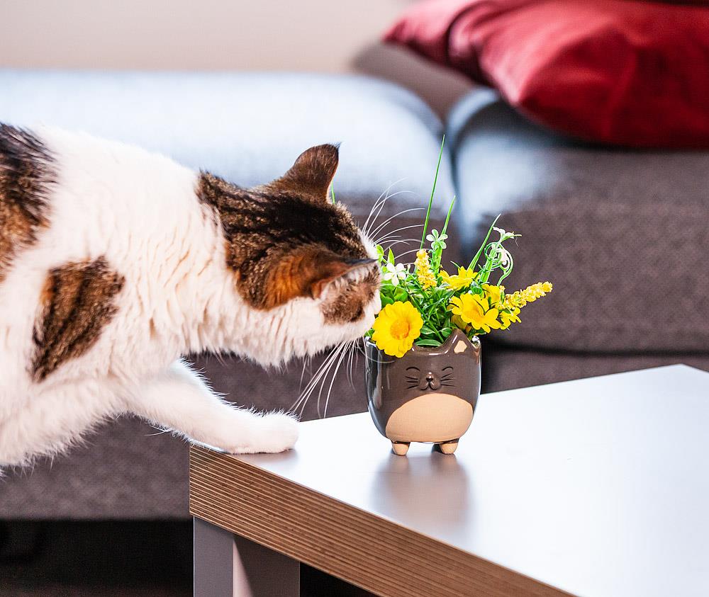 Cat Planter Small 3"H