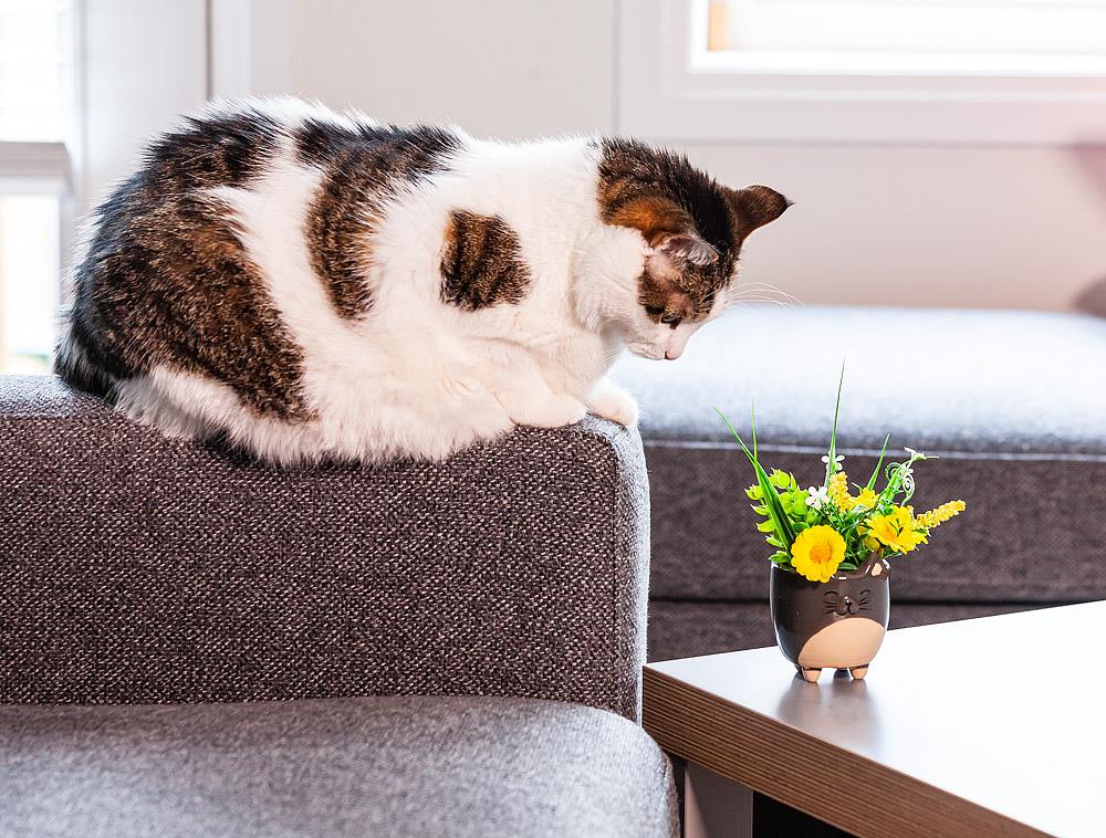 Cat Planter Small 3"H