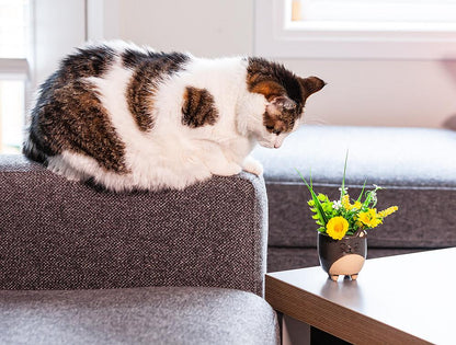 Cat Planter Small 3"H