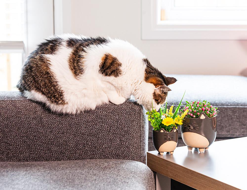 Cat Planter Small 3"H