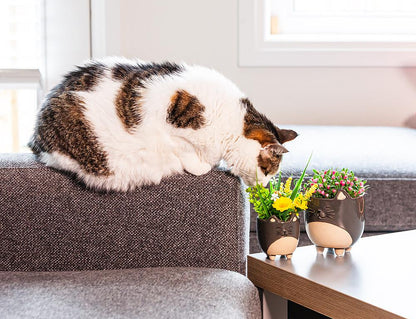 Cat Planter Small 3"H