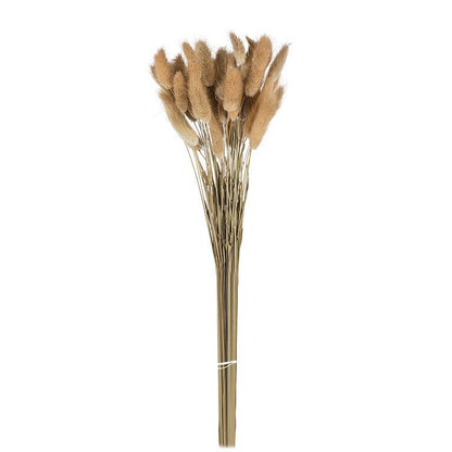 Lagurus Stems