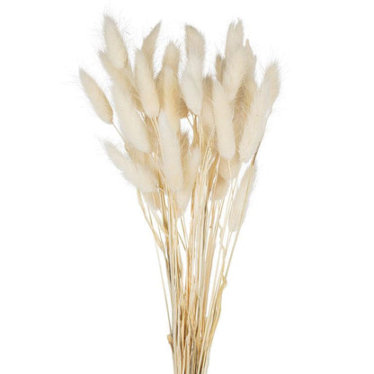 Lagurus Stems