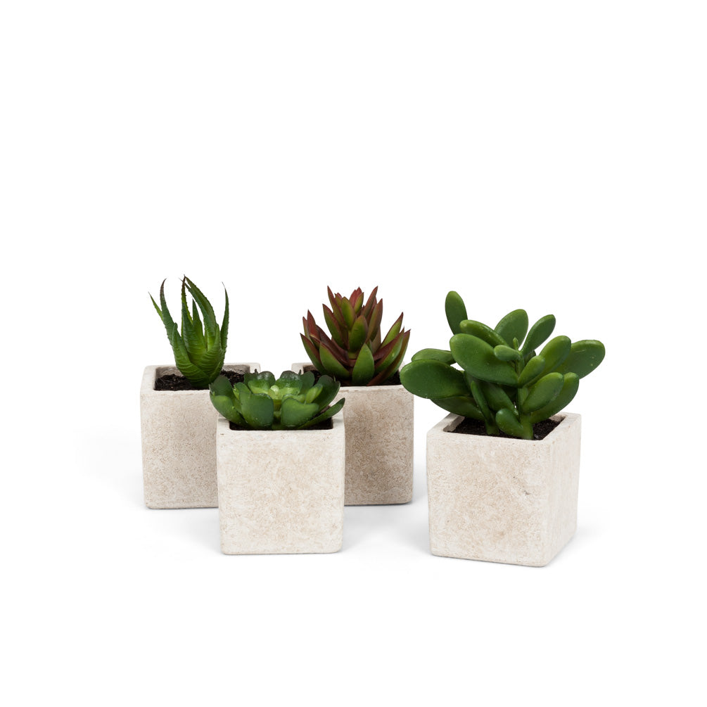 Succulents in Square Ivory Pot (Each sold separately)