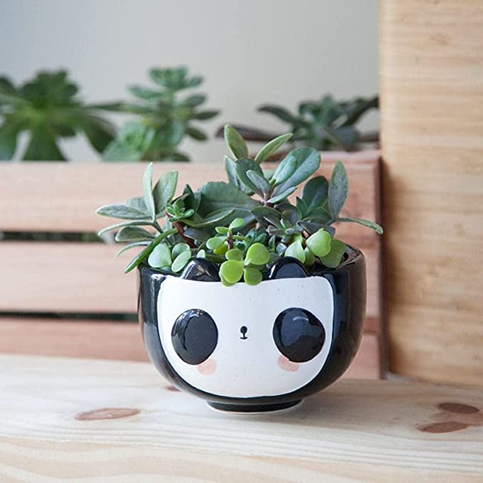 panda succulent pot Panda Planter – Juxtapose Home