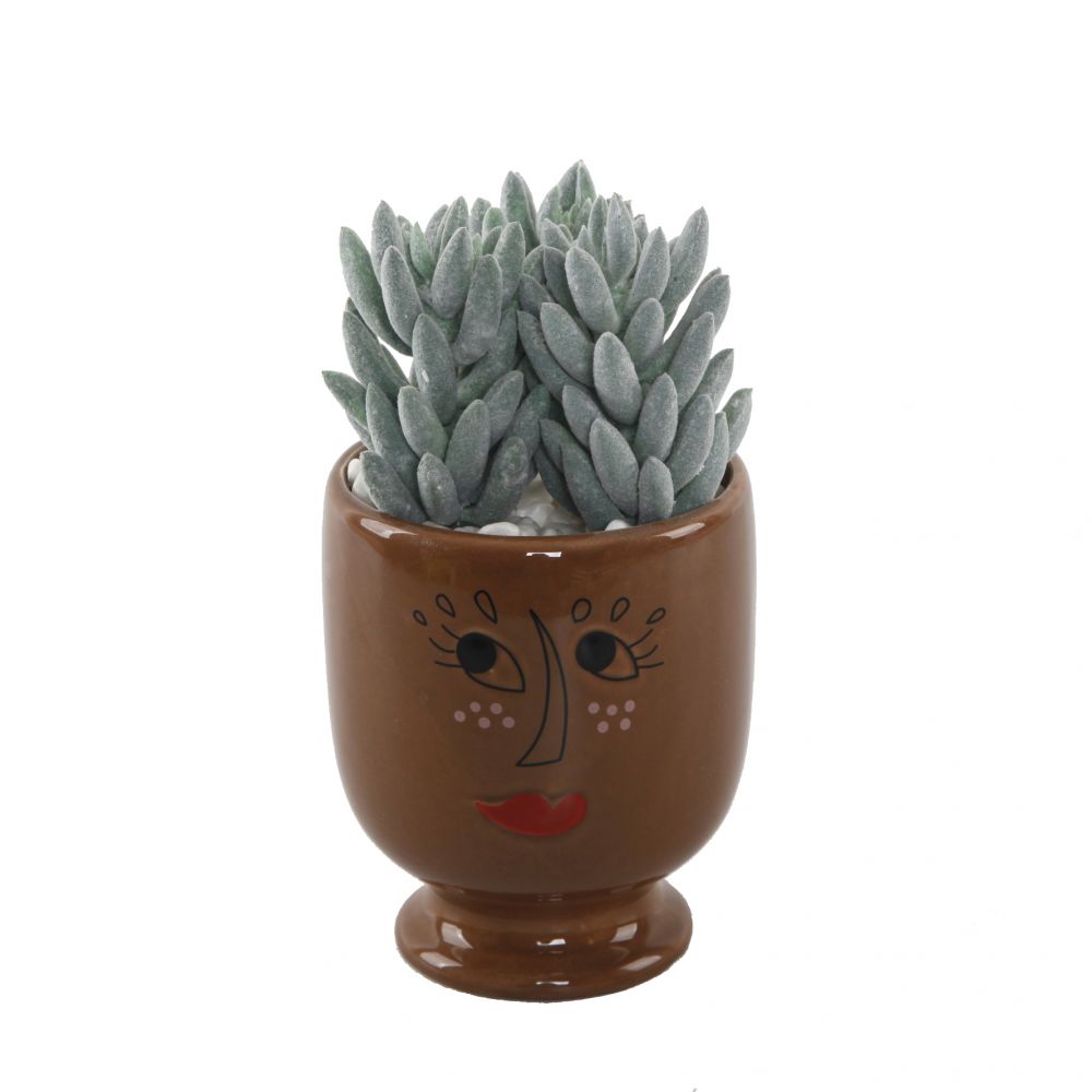 Succulent Mix In Picasso Ceramic Planter Brown